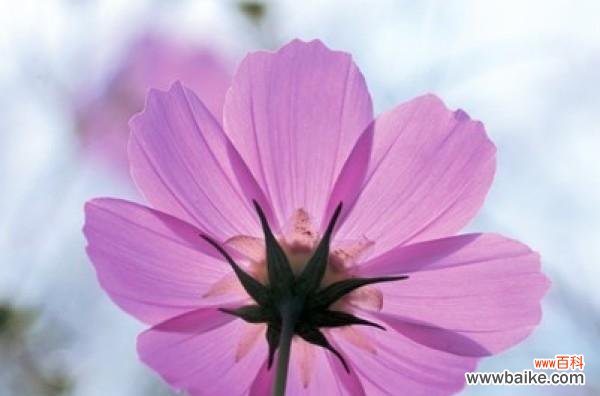 用波斯菊花语传递情感 波斯菊花语的深刻寓意