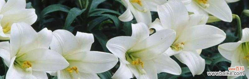 揭示百合花的丰富含义,领略花语之美 百合花的深刻寓意与花语