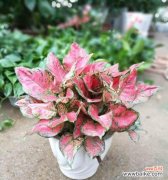 探寻万年青开花的奇迹与象征意义 万年青开花寓意——生命的坚韧与美丽