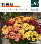 揭秘万寿菊的寓意与特点 万寿菊