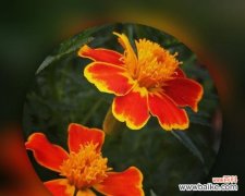 昂首向阳 万寿菊