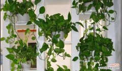 揭秘绿萝在网络中的隐含意义 探寻绿萝的网络语之谜