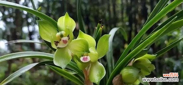 传承经典之美 文兰花的寓意与启示