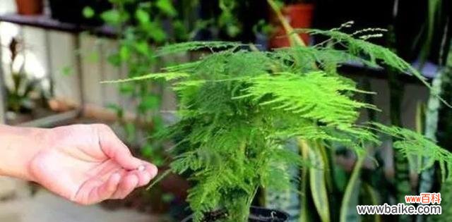 揭示文竹的生命哲学与美学魅力 文竹的象征意义