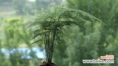 解读文竹的寓意与象征 文竹风水之道