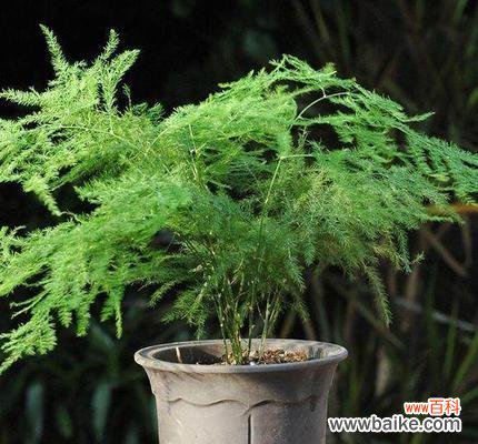 探寻文竹花的意义与象征 文竹花的寓意