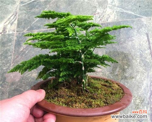 探索文竹花语的起源与意义 文竹花语之美