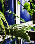 传递生机与希望的文竹开花之美 文竹开花的寓意