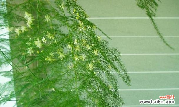 触动心灵的花开奇迹 文竹开花,寓意盎然生机