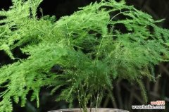 探寻文竹盆景的象征意义与艺术价值 以文竹盆景寓意的深意