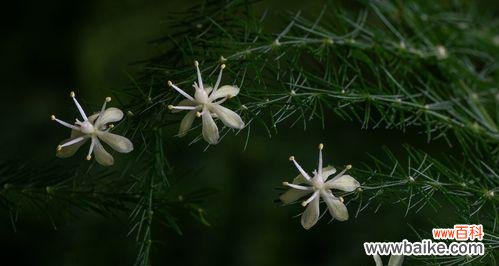 探索文竹的魅力与用途 文竹的意义及其价值