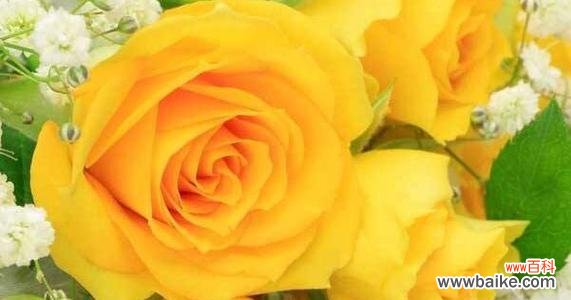 橙玫瑰代表什么意思?橙玫瑰的花语有哪些含义?