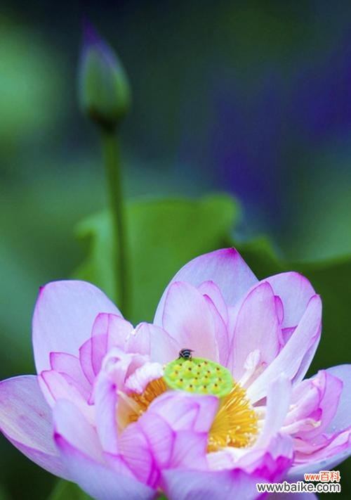 窗前的荷花代表什么意义?荷花在文化中有哪些象征?