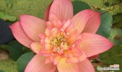 窗前的荷花代表什么意义？荷花在文化中有哪些象征？