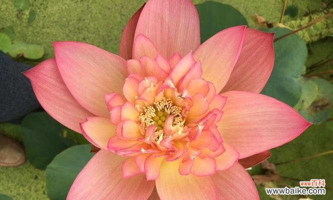 窗前的荷花代表什么意义?荷花在文化中有哪些象征?