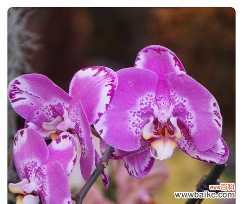 春兰的花语是什么?春兰象征着什么意义?