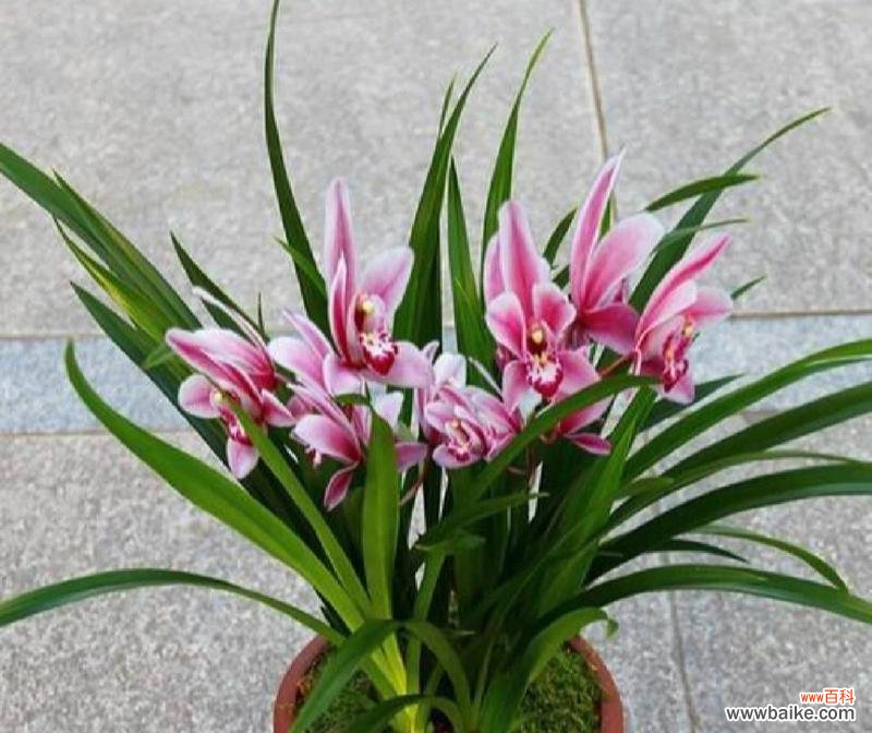 春兰的花语是什么?春兰象征着什么意义?