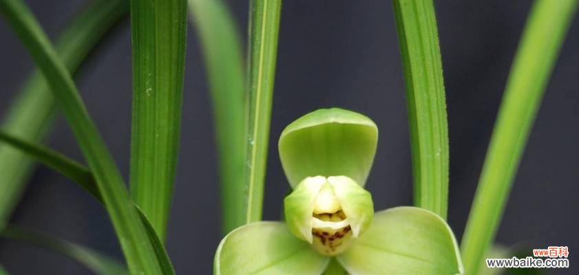 春兰花的花语有哪些含义?