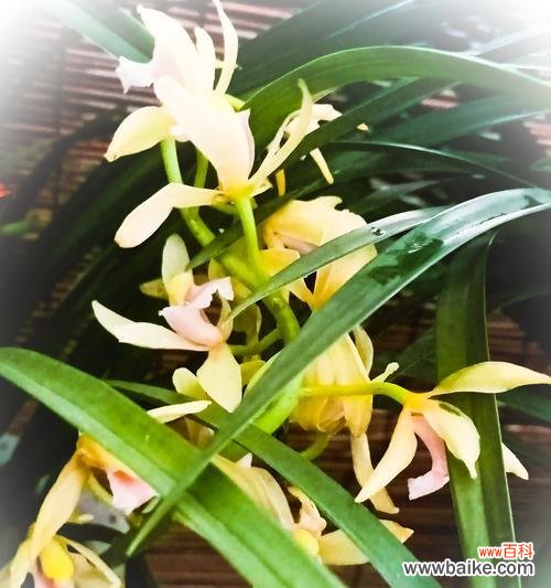 春兰花的花语有哪些含义?