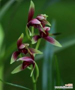 春兰花的花语有哪些含义？