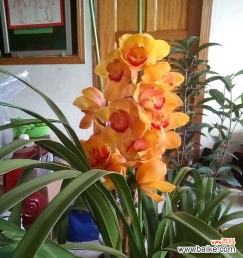 大花蕙兰花语是什么?如何正确解读大花蕙兰的花语含义?