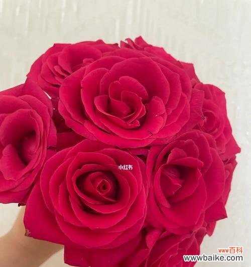 大桃红玫瑰花语是什么？如何表达爱意？