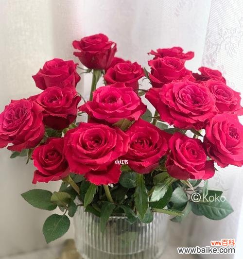 大桃红玫瑰花语是什么？如何表达爱意？