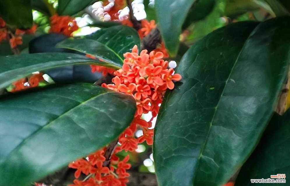 丹桂花的花语有哪些含义？