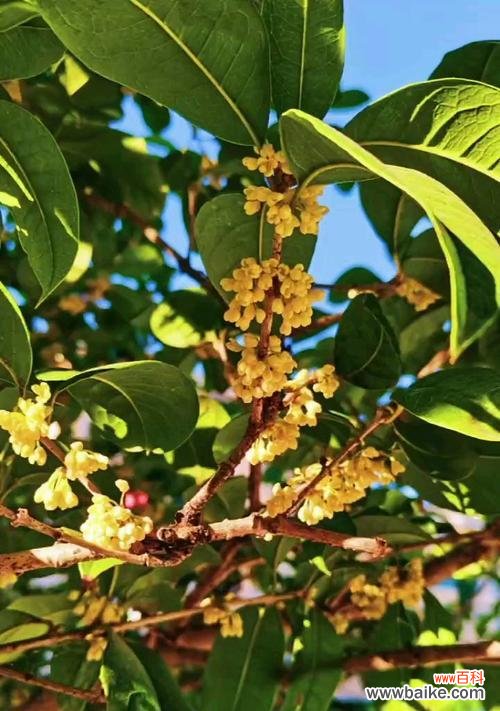 丹桂花的花语有哪些含义？