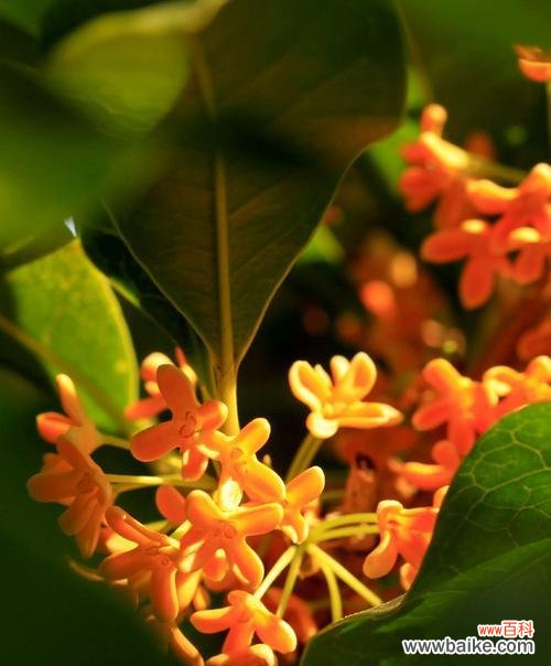 丹桂花的花语有哪些含义？