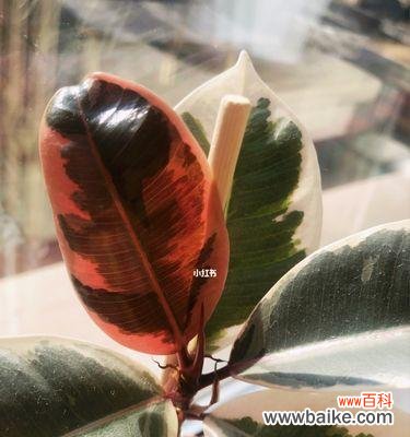 单位放橡皮树有什么寓意？如何正确摆放以提升风水？