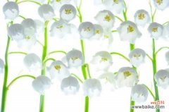 铃兰花是什么植物，有毒性吗