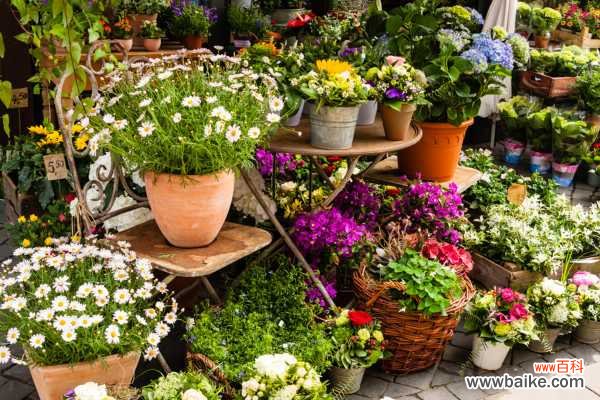 梧州市花是什么花？梧州市的市花是宝巾花