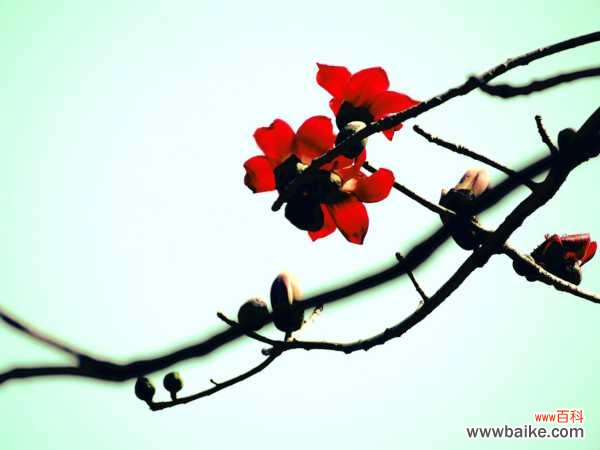 木棉有什么功效和作用，有多少种类