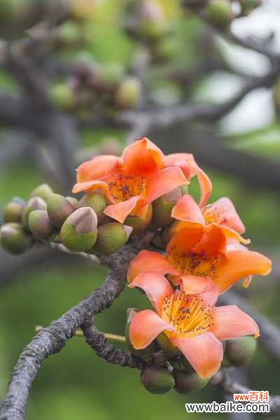 木棉有什么功效和作用，有多少种类