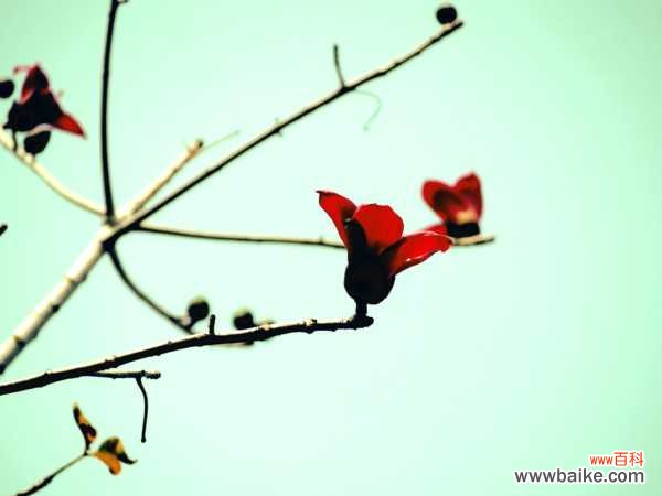 木棉有什么功效和作用，有多少种类