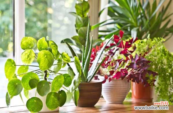 玉林市花是什么花?玉林的市花是三角梅