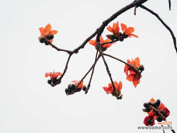 木棉树皮有什么药用功效，木棉树图片