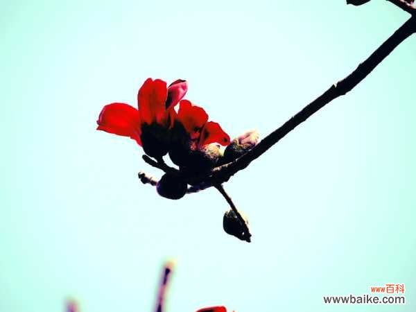 木棉树皮有什么药用功效，木棉树图片