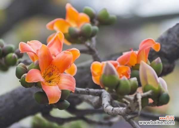 木棉树皮有什么药用功效，木棉树图片