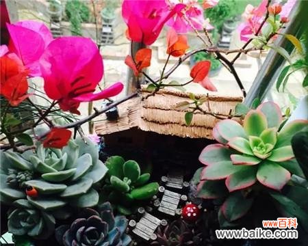 揭秘薄雪草所代表的含义与象征 薄雪草的花语