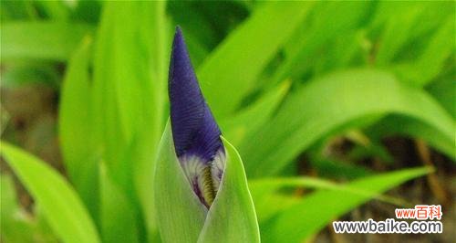 花语、特点及文化内涵 尾花鸢尾——浪漫与祝福的代表