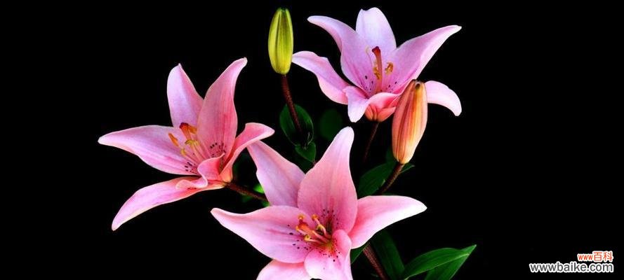 探究百合花在人们心中的情感象征及文化内涵 揭秘百合花的花语和寓意