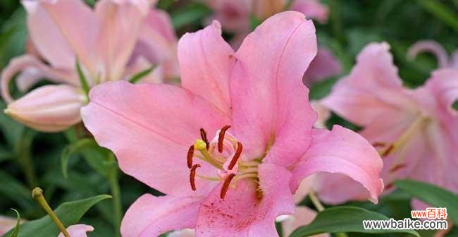 探究百合花在人们心中的情感象征及文化内涵 揭秘百合花的花语和寓意