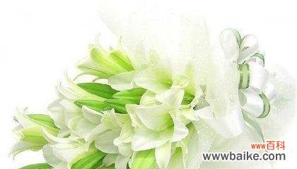 探究百合花在人们心中的情感象征及文化内涵 揭秘百合花的花语和寓意