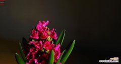 传达爱和温柔的花语，了解粉红色风信子的花语含义与传说 粉红色风信子的花语