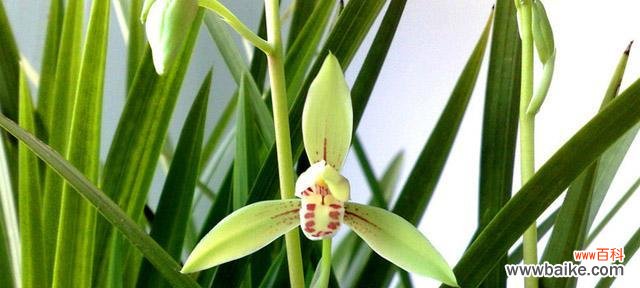 揭秘葱兰花背后的深意 葱兰花的花语