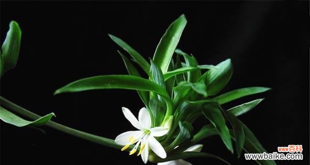 揭秘葱兰花背后的深意 葱兰花的花语