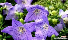 意蕴深刻，让你惊艳的花卉之王 解读桔梗花的花语