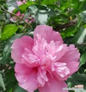 探寻木槿的文化符号和传统意义，解读这朵花所承载的情感与寓意 木槿传说与花语